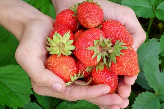 静岡でいちごの栽培が始まった経緯