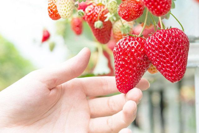 濃い赤色で豊かな香りのいちご
