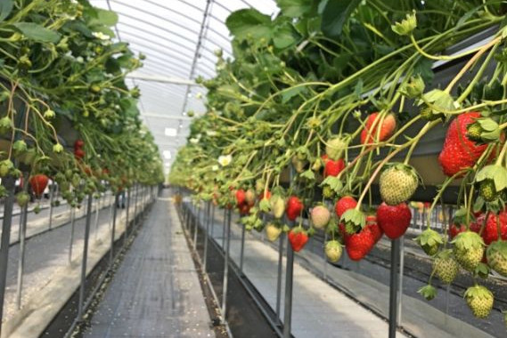 静岡で紅ほっぺを生産しているICHIGOYA